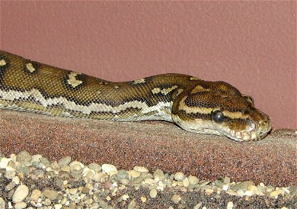 Angolian Python - Python anchietae