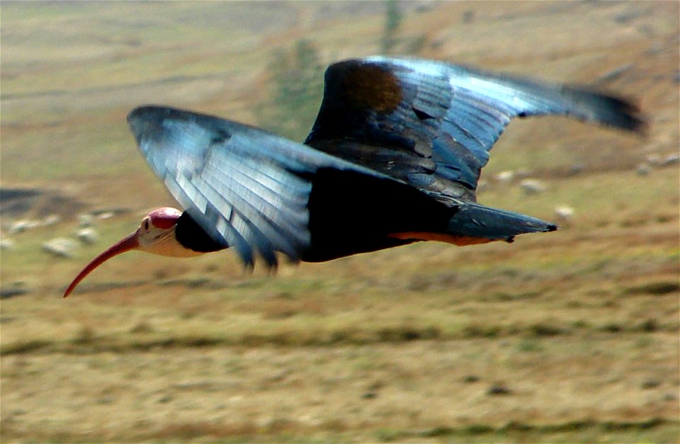 Southern Bald Ibis (Geronticus calvus) captured flying in the wild. Lesotho on September 29th 2008.