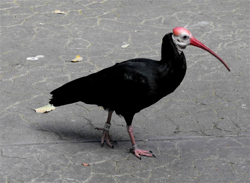 Geronticus calvus in the African Aviary at the San Diego Wild Animal Park in Escondido, California, USA.
