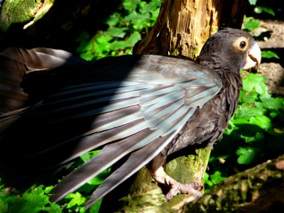 Sich sonnender Großer Vasapapagei (Coracopsis vasa)