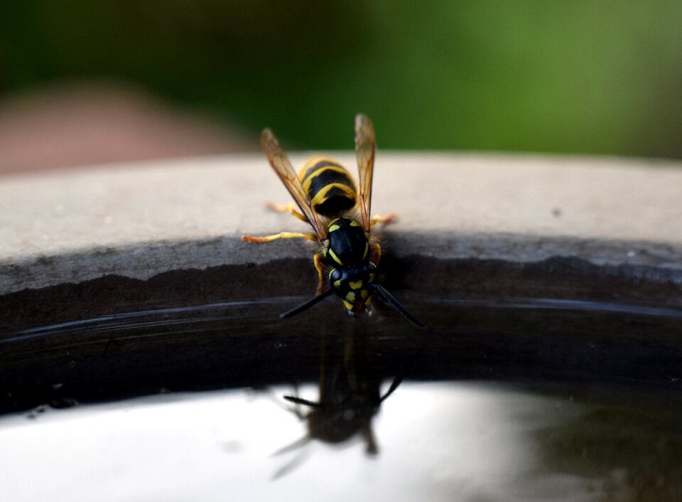 Macro animal sting