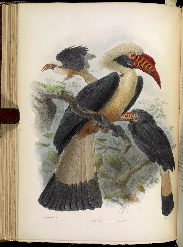 A monograph of the Bucerotidæ, or family of the hornbills.