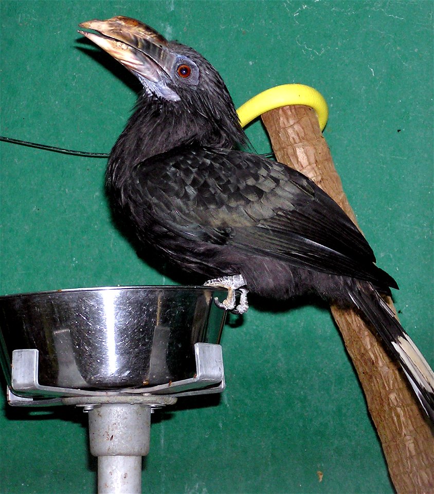 Female Tarictic Hornbill (Penelopides panini) at Bristol Zoo, Bristol, England.

Photographed by Adrian Pingstone in September 2005 and released to the public domain.