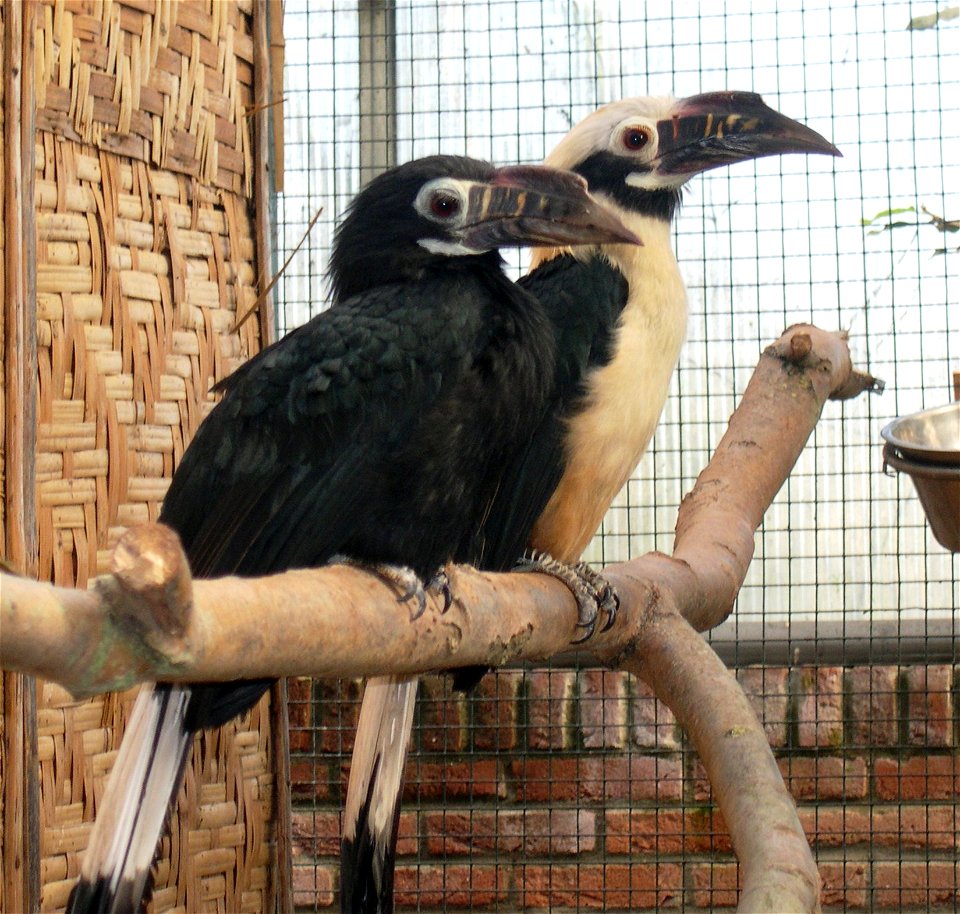 A male and female Tarictic Hornbill (Penelopides panini) in Avifauna in Alphen aan de Rijn, The Netherlands