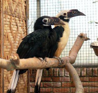 A male and female Tarictic Hornbill (Penelopides panini) in Avifauna in Alphen aan de Rijn, The Netherlands