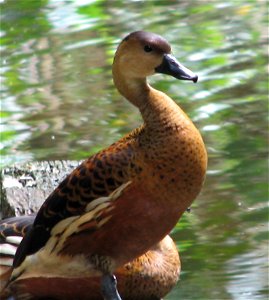 Wandering Whistling Duck found in Central Queensland, Australia photo