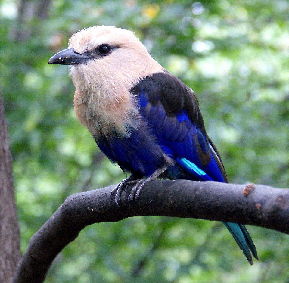 Blue-bellied Roller, Coracias cyanogaster
