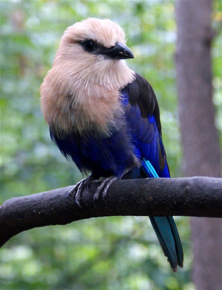 Blue-bellied Roller, Coracias cyanogaster