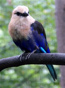 Blue-bellied Roller, Coracias cyanogaster photo