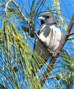 The White-breasted Woodswallow is just one of more than 210 bird species found in Lake Awoonga, Central Queensland. photo