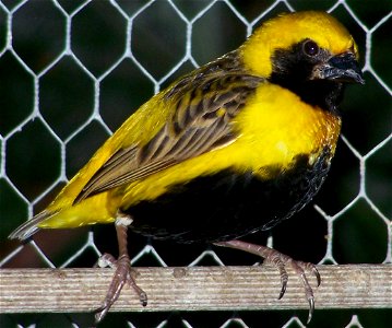 A captive male Yellow-crowned bishop in breeding plumage