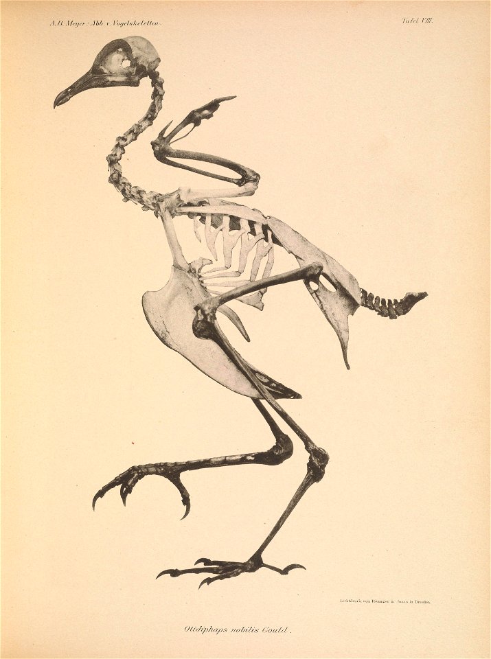Otidiphaps nobilis