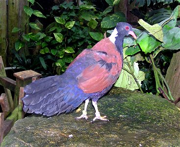 Bristol.zoo.white.naped.pheasant.pigeon.arp
