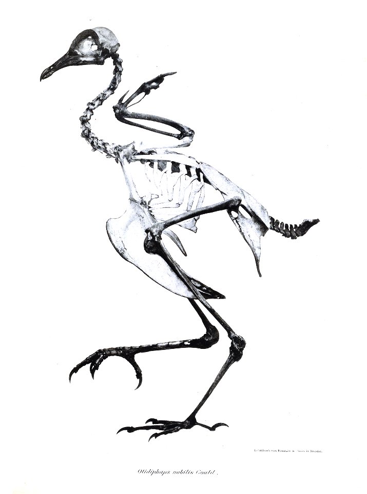 Otidiphaps nobilis