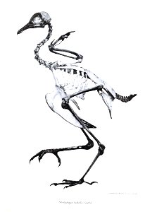 Otidiphaps nobilis