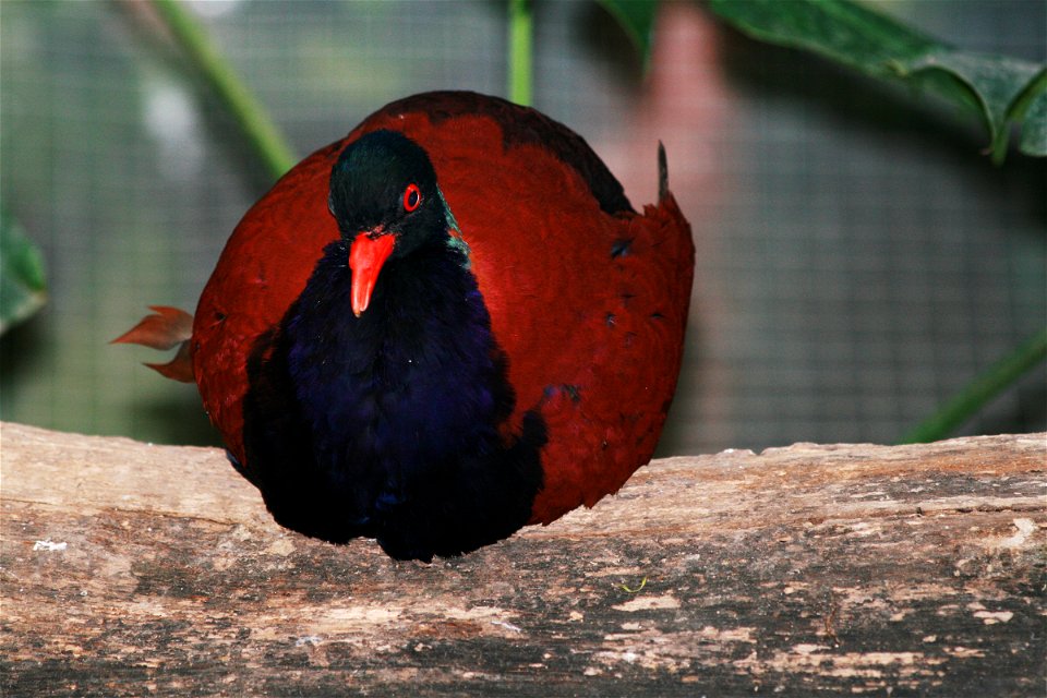 Pheasant Pigeon, Otidiphaps nobilis in ZOO Dvůr Králové, Czech Republic