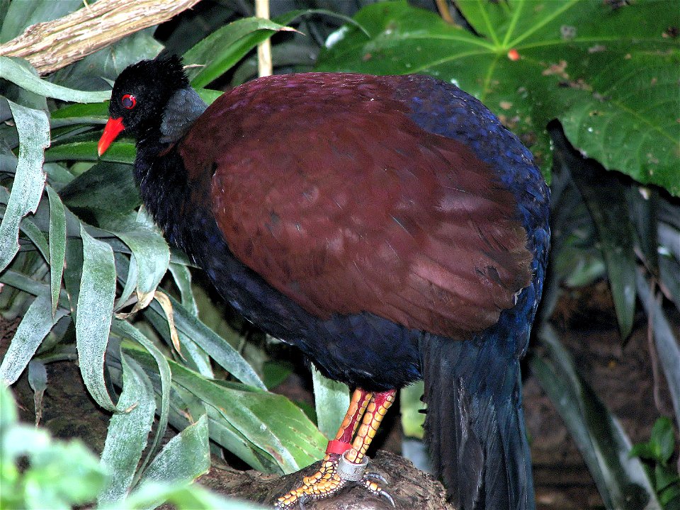 Pheasant Pigeon Otidiphaps nobilis nobilis at Bristol Zoo, Bristol, England.