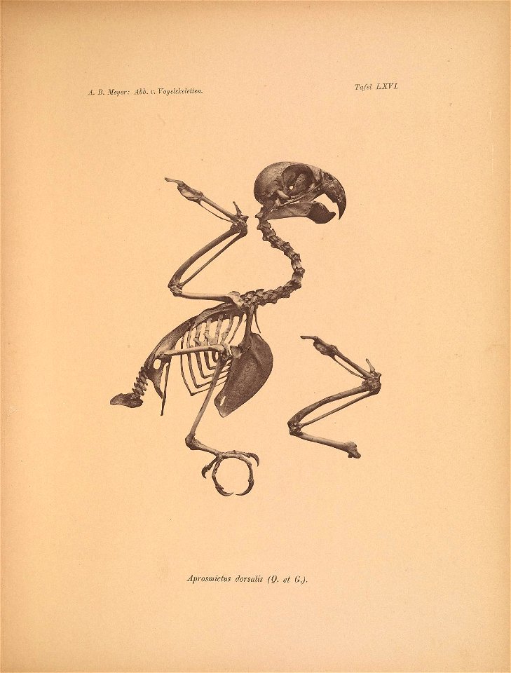 Ä. B. Meyer: Abb. v, VogelsJceletten, 
Tafel LXVL 

Aprosmictus dorsalis (Q. et G.J.