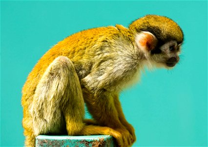 A Squirrel Monkey at Fuji Safari park Japan