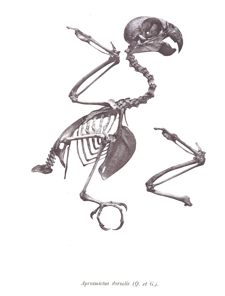 Aprosmictus dorsalis