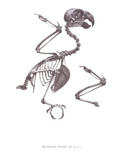 Aprosmictus dorsalis