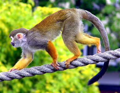 Common squirrel monkey Saimiri sciureus at Bristol Zoo, Bristol, England.