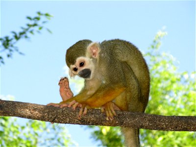 Squirrel monkey at the Phoenix Zoo photo