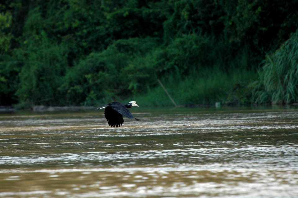 Black hornbill (Anthracoceros malayanus) in Borneo