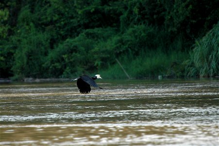 Black hornbill (Anthracoceros malayanus) in Borneo