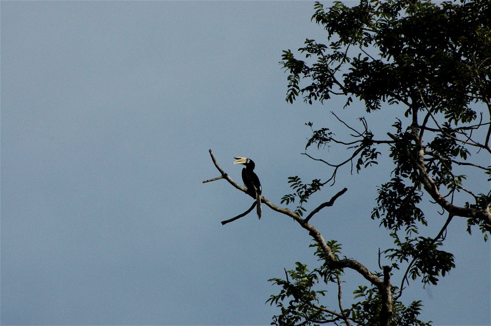 Black hornbill (Anthracoceros malayanus) in Borneo