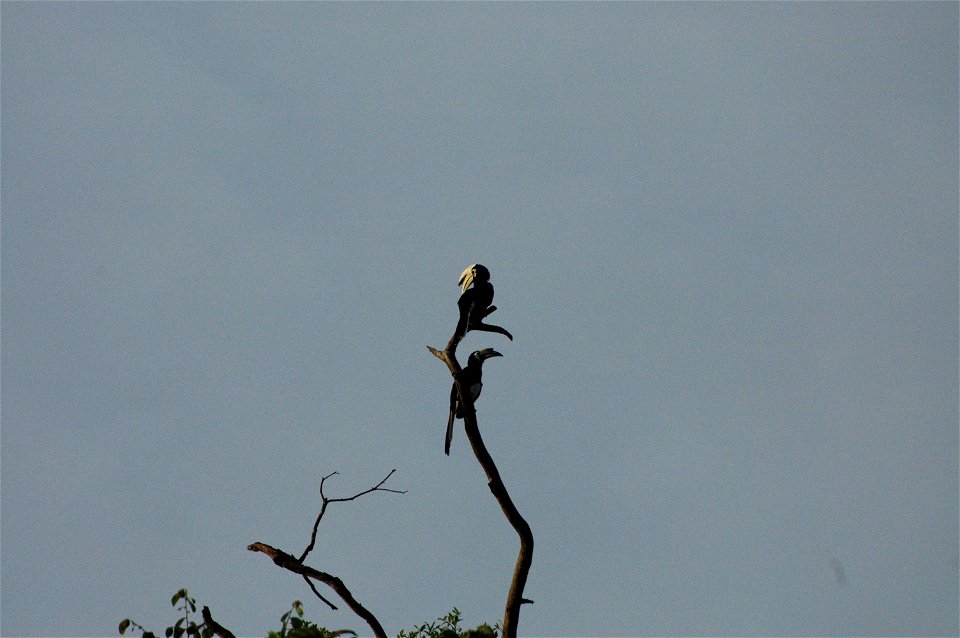 Black hornbill (Anthracoceros malayanus) in Borneo
