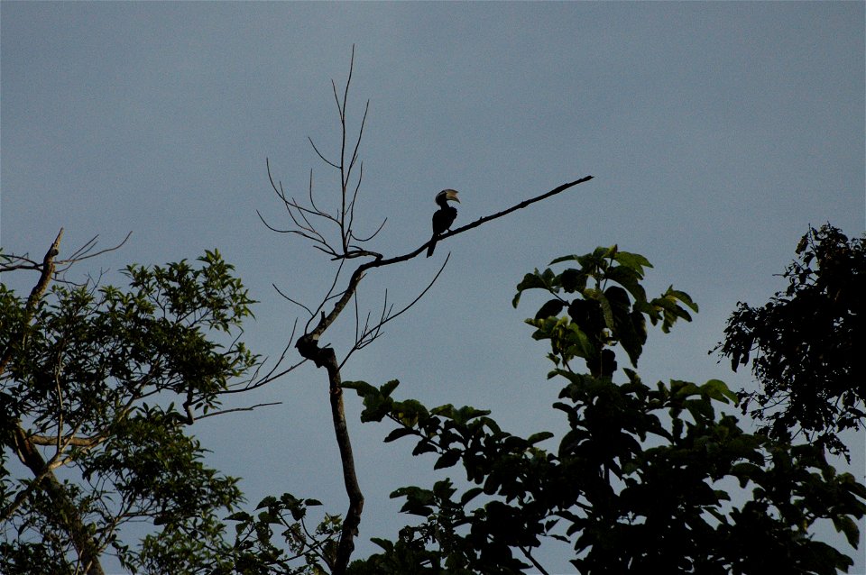 Black hornbill (Anthracoceros malayanus) in Borneo