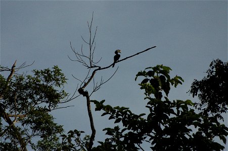 Black hornbill (Anthracoceros malayanus) in Borneo