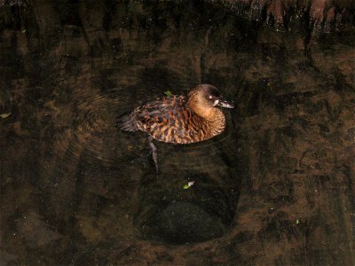 A White-backed Duck at the OKC Zoo.