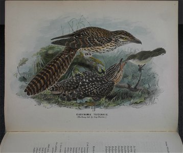 A history of the birds of New Zealand /