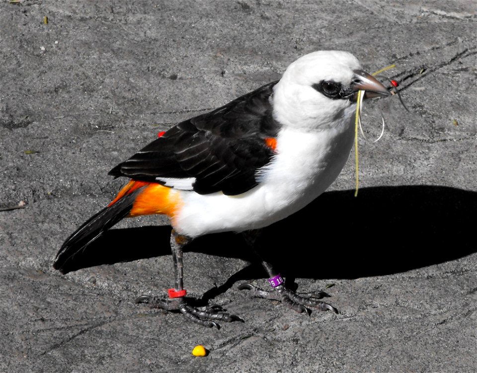 Dinemellia dinemelli ssp dinemelli with nesting material at the San Diego Wild Animal Park, Escondido, California, USA.