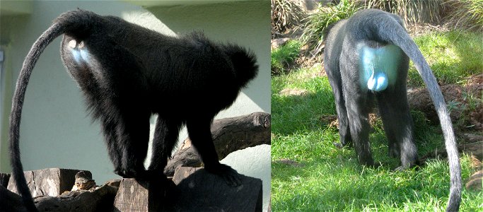 Vue arrière de la femelle et du mâle Cercopithecus hamlyni. Photos Christophe Chauvin.