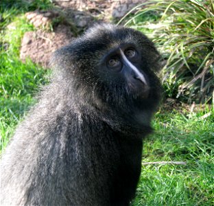 Une femelle cercopithèque à tête de hibou (Cercopithecus hamlyni).
