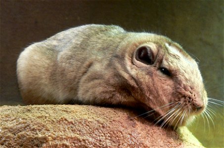 Gundi Ctenodactylus gundi 051117 2