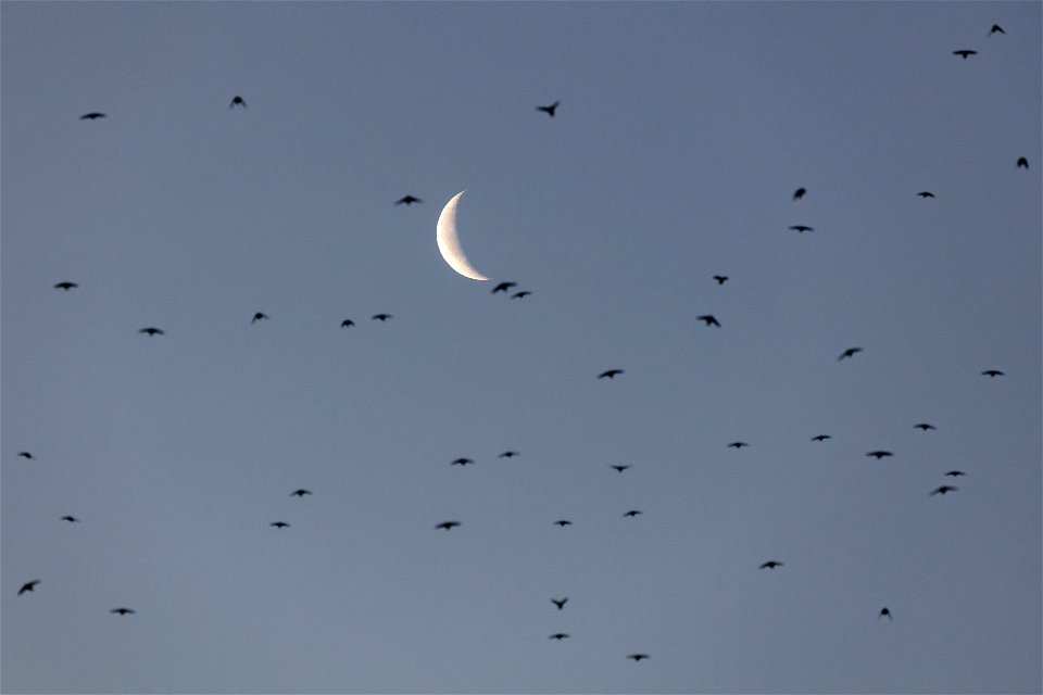 Cliff swallows hunting for insects before sunrise