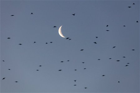 Cliff swallows hunting for insects before sunrise photo