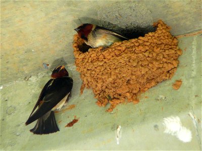 A pair of Cliff Swallows (Petrochelidon pyrrhonota) at their nest, tucked under the Corpening Bridge on the Johns River.Photo taken with a Panasonic Lumix DMC-FZ50 in Burke County, NC, USA. photo