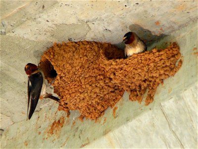 A pair of Cliff Swallows (Petrochelidon pyrrhonota) at their nests, tucked under the Corpening Bridge on the Johns River.Photo taken with a Panasonic Lumix DMC-FZ50 in Burke County, NC, USA. photo