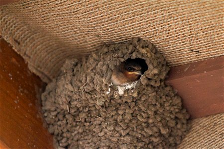 Cliff Swallows in their nest. Photographed by Volunteer Photographer Connar L'Ecuyer photo