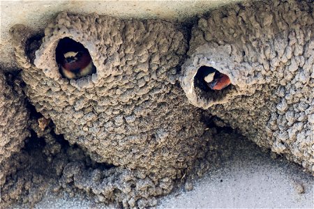 Cliff swallows (Petrochelidon pyrrhonota) and nests photo