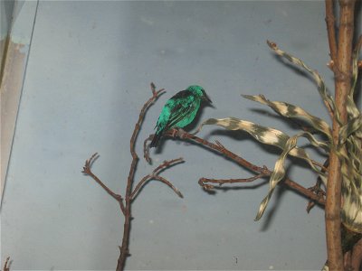 A Blue Dacnis at the Brookfield Zoo. photo