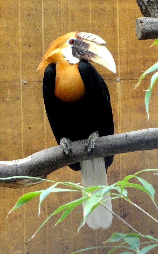 Aceros plicatus exhibited in the Jardin d'oiseaux tropicaux, La Londe-les-Maures, France.