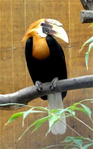 Aceros plicatus exhibited in the Jardin d'oiseaux tropicaux, La Londe-les-Maures, France.