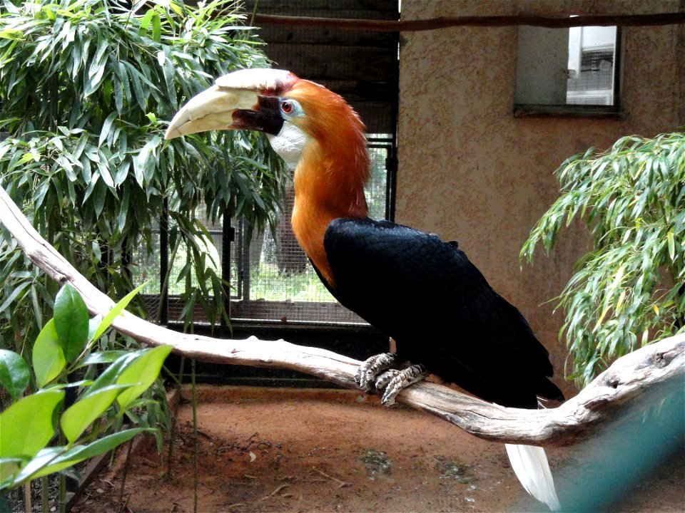 Aceros plicatus exhibited in the Jardin d'oiseaux tropicaux, La Londe-les-Maures, France.