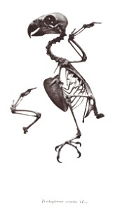 Trichoglossus ornatus